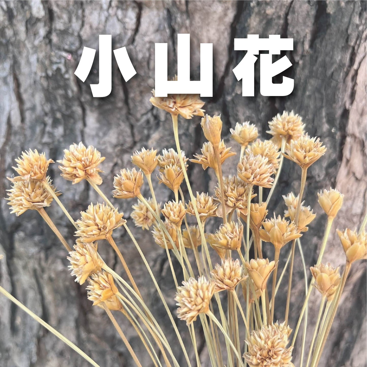 DA055s 小山花 矢車菊 小包 台灣現貨