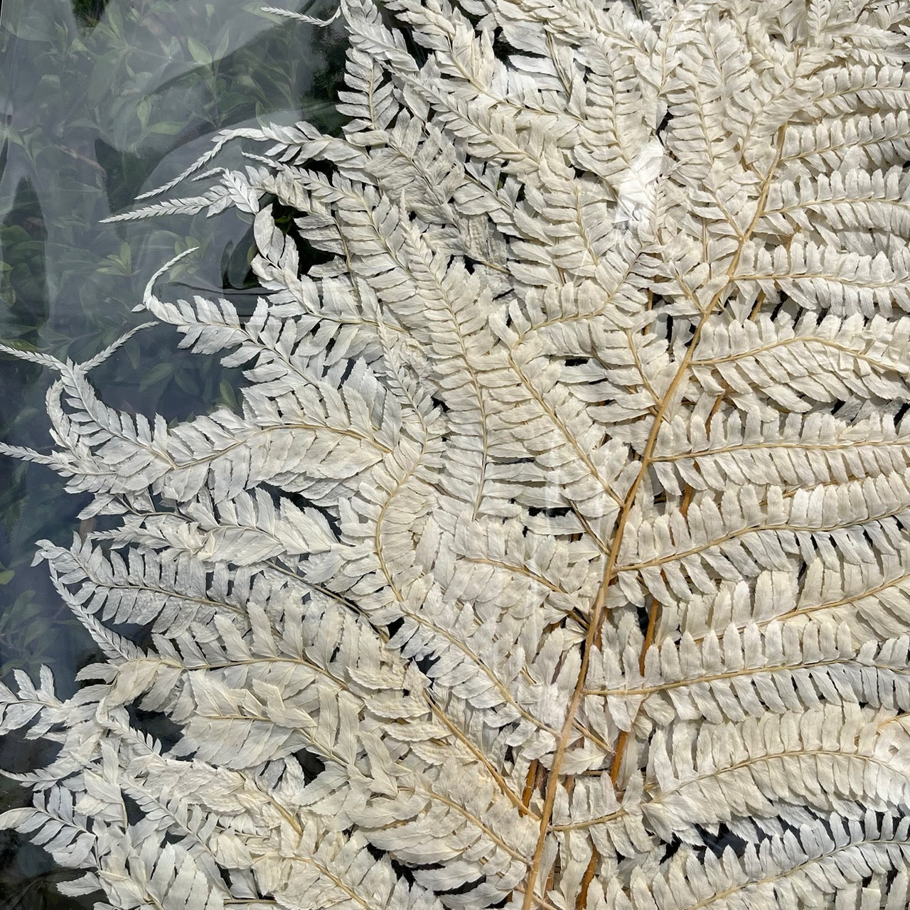 【台灣現貨】PL013-S 蕨葉 (5片) 姬蕨葉 碗蕨 高山羊齒 小份量 花盅配件 手作花材 捧花 捧花花材