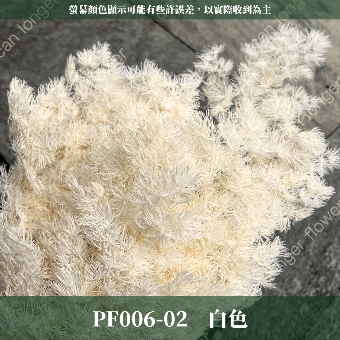 PF006S 經濟包蓬萊松|永生蓬莱松 不凋蓬萊松 進口蓬萊松 萬壽松 A級永生蓬萊松 松樹 手作花材 花藝設計 台灣現貨 不凋花 永生花 聖誕鬆 聖誕花圈材料 聖誕樹材料 浮游花材料包 壽松 材料包