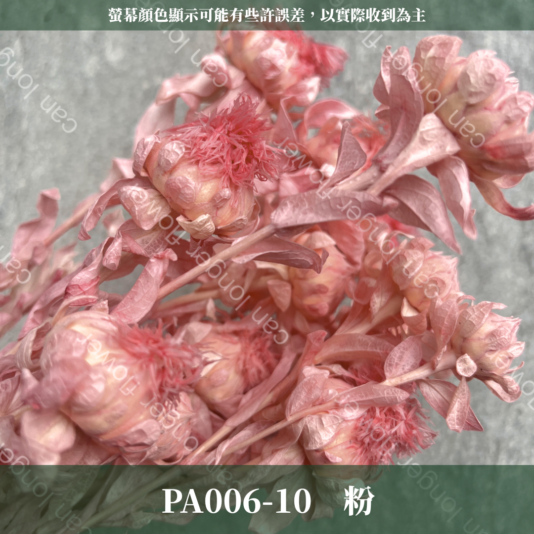 ✿ 台灣現貨 ✿ PA006S 橙菠蘿 5頭 小份量