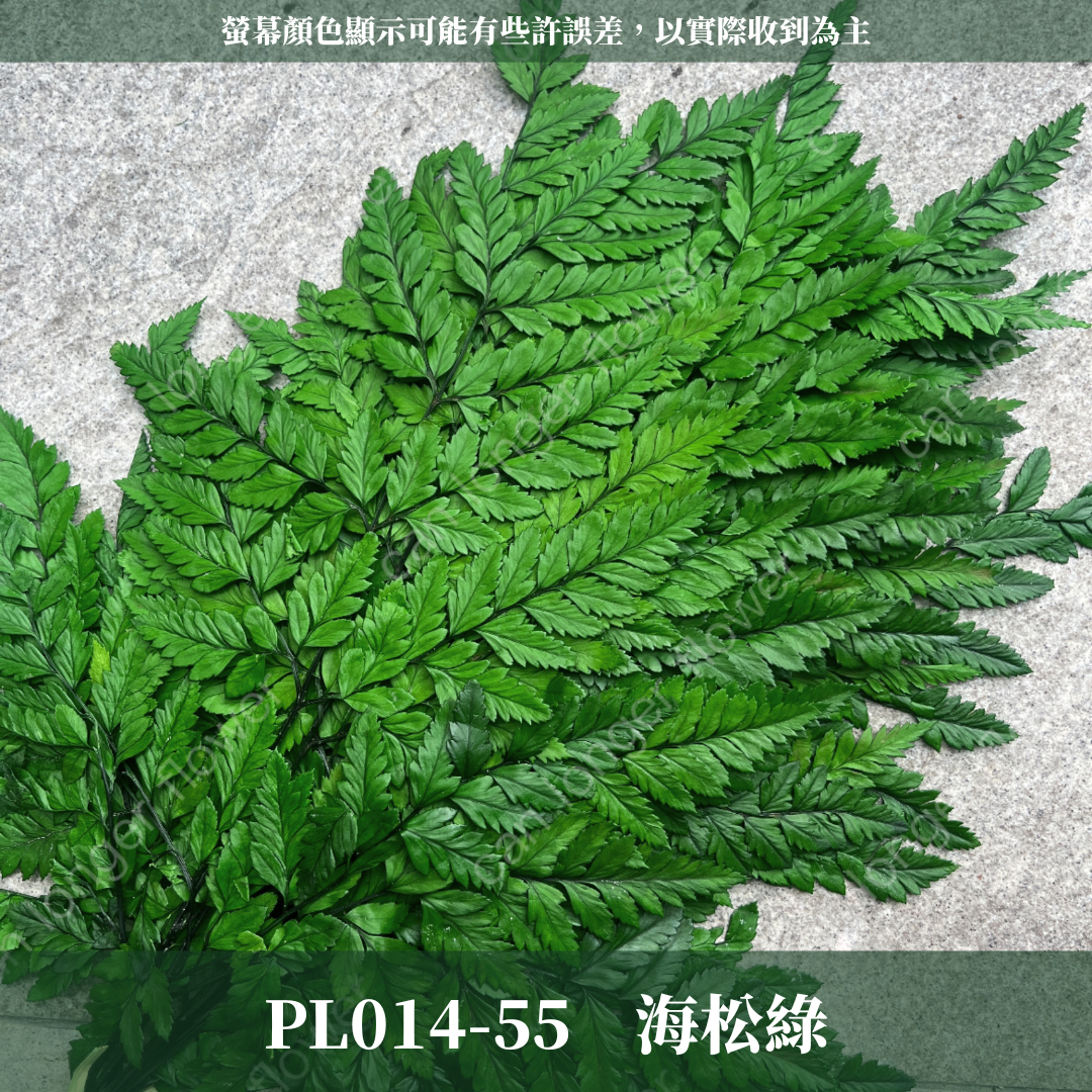 PL014 原裝高山羊齒 姬蕨葉 碗蕨 台灣現貨