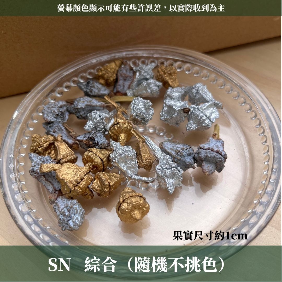 DS004-M尤加利果(原果)30顆 果實