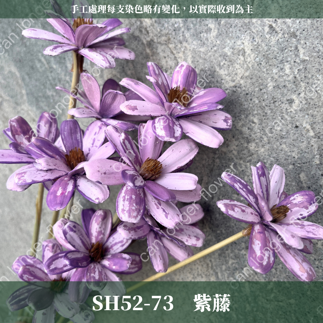 SH52 原裝小雛菊瓜子花|此區已售完,請私訊或主頁"小雛菊瓜子花"