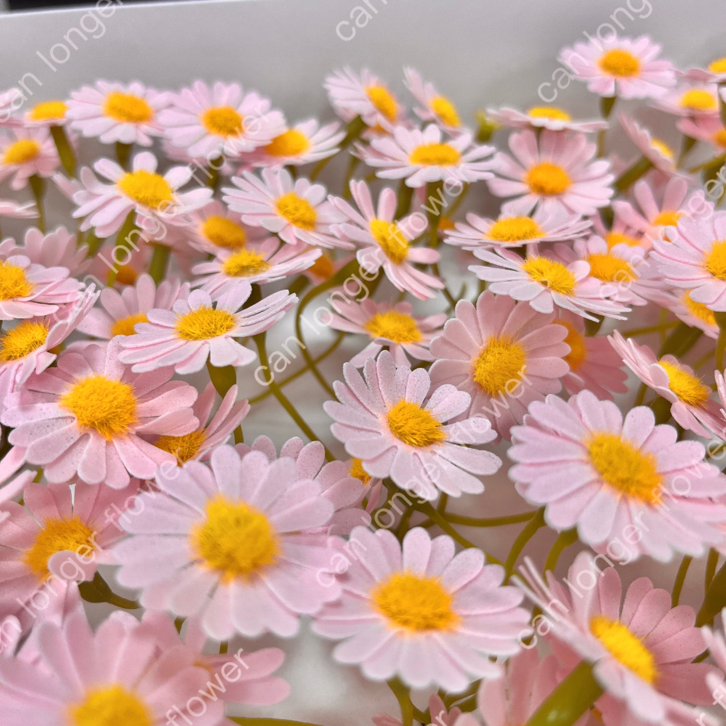 AS004 洋甘菊5頭 香皂花