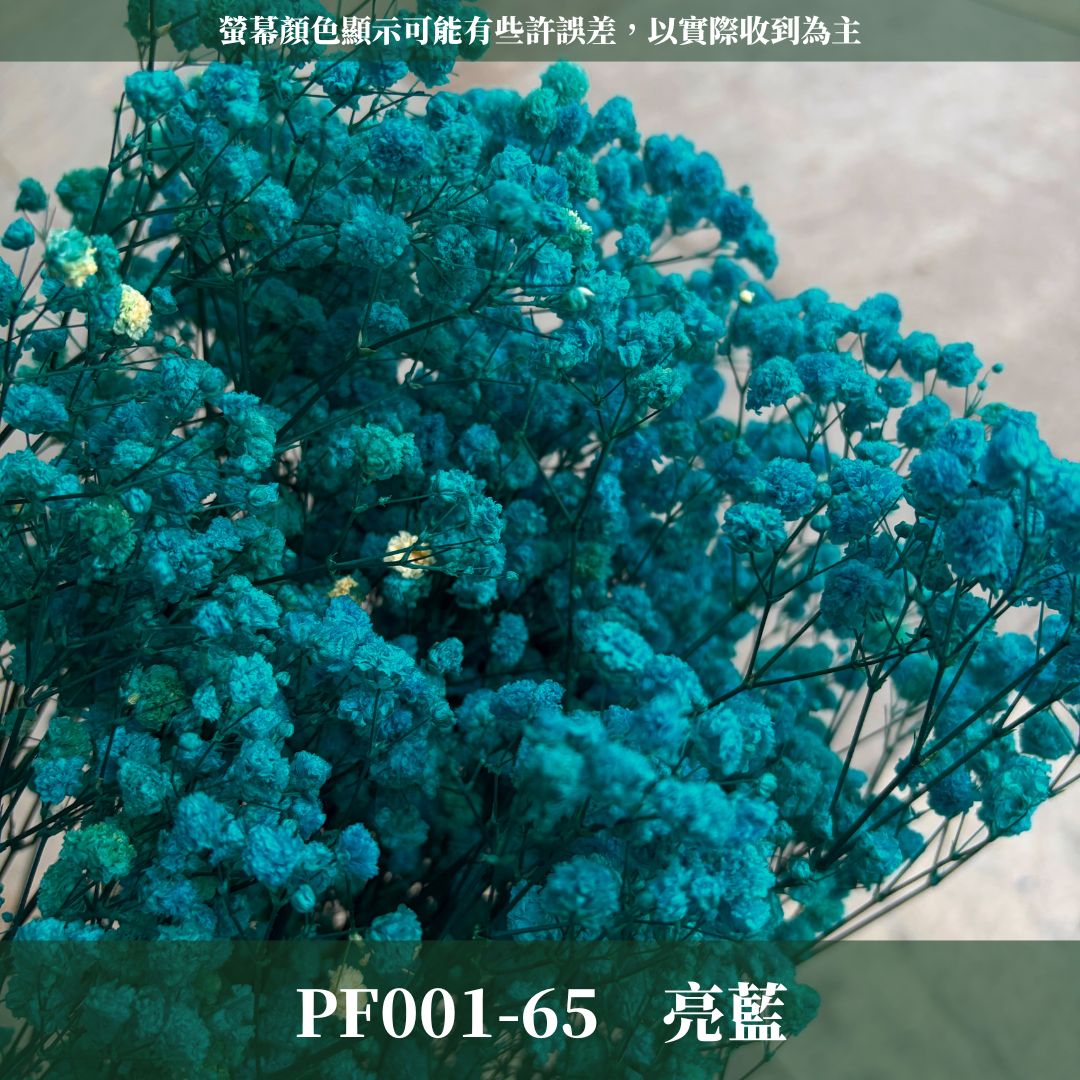PF001S 滿天星 夢幻星 永生花 小份量