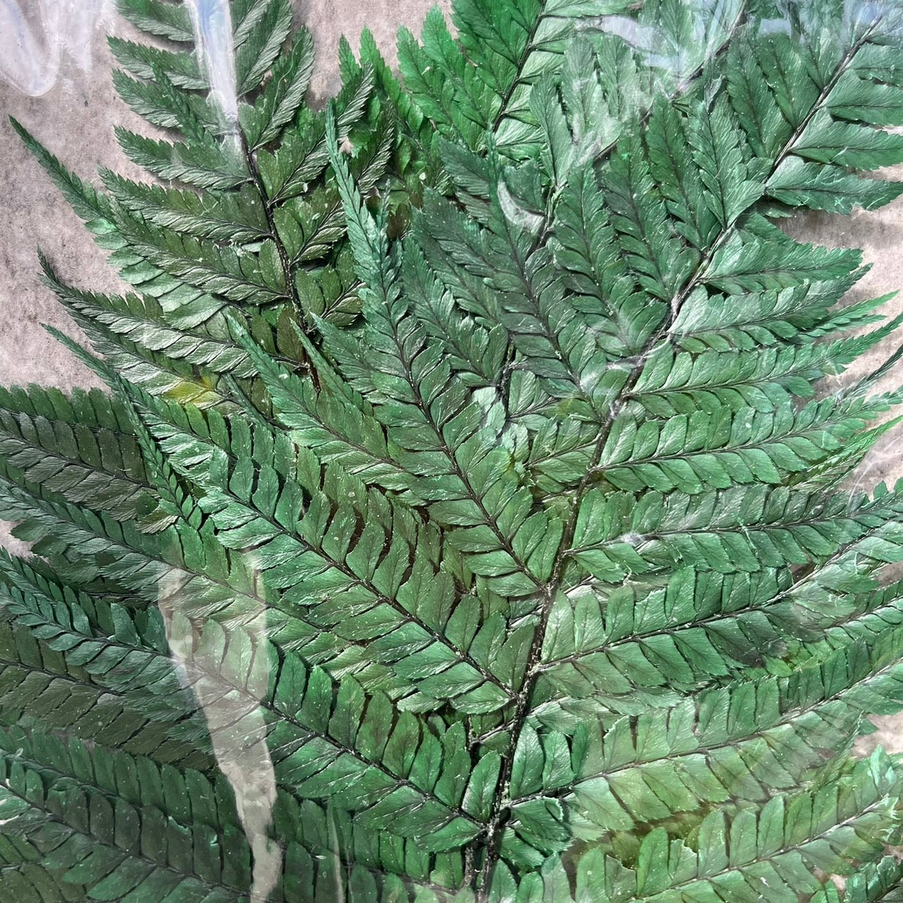 【台灣現貨】PL013 蕨葉 姬蕨葉 碗蕨 高山羊齒 原裝/小份 花盅配件 手作花材 捧花 捧花花材