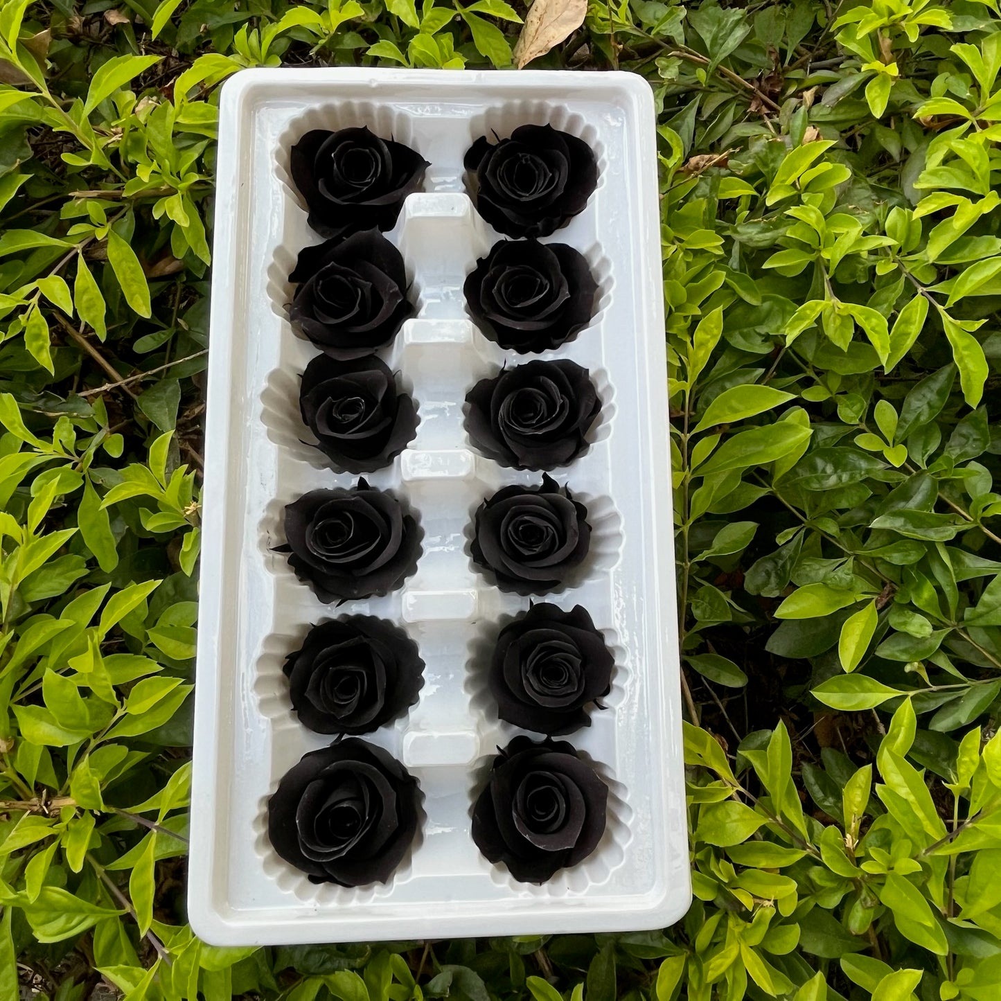 ✿ 台灣現貨 ✿R12 永生玫瑰 3~4cm玫瑰 A級 12朵裝 永生花 不凋花