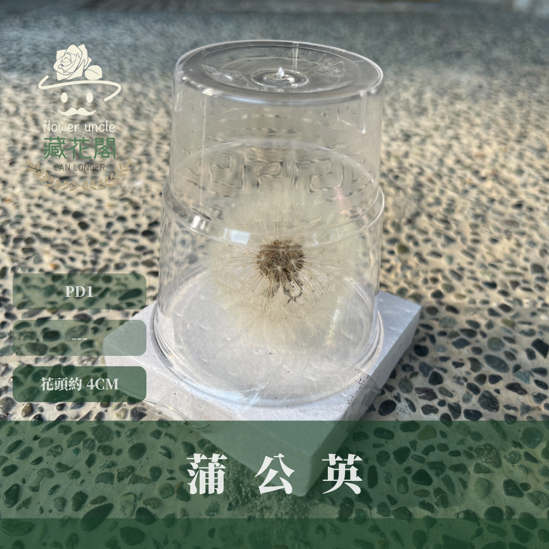 ✿ 台灣現貨 ✿ PD1 蒲公英