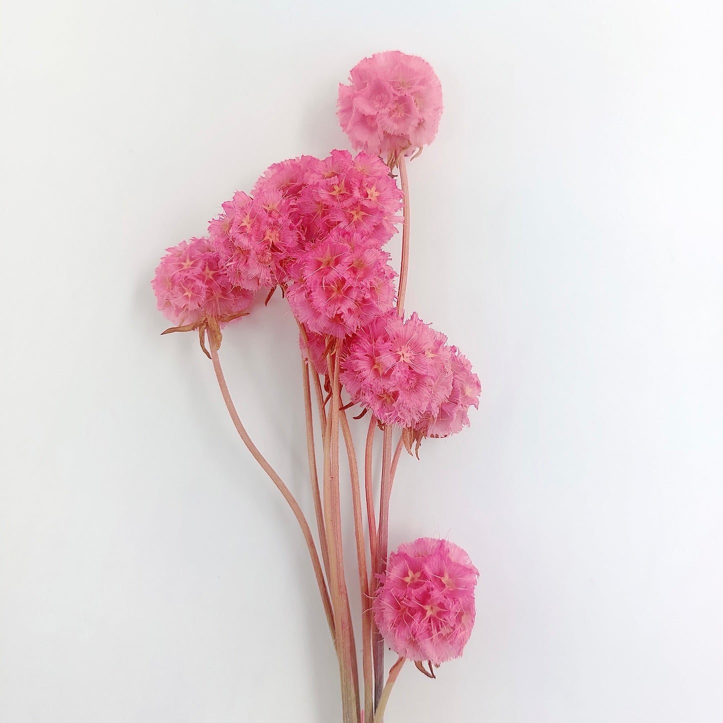 【台灣現貨】PA045-S 松蟲果 松蟲草 風車果 星芒松蟲 草星花 輪峰菊 永生 小份 DIY插花盆花