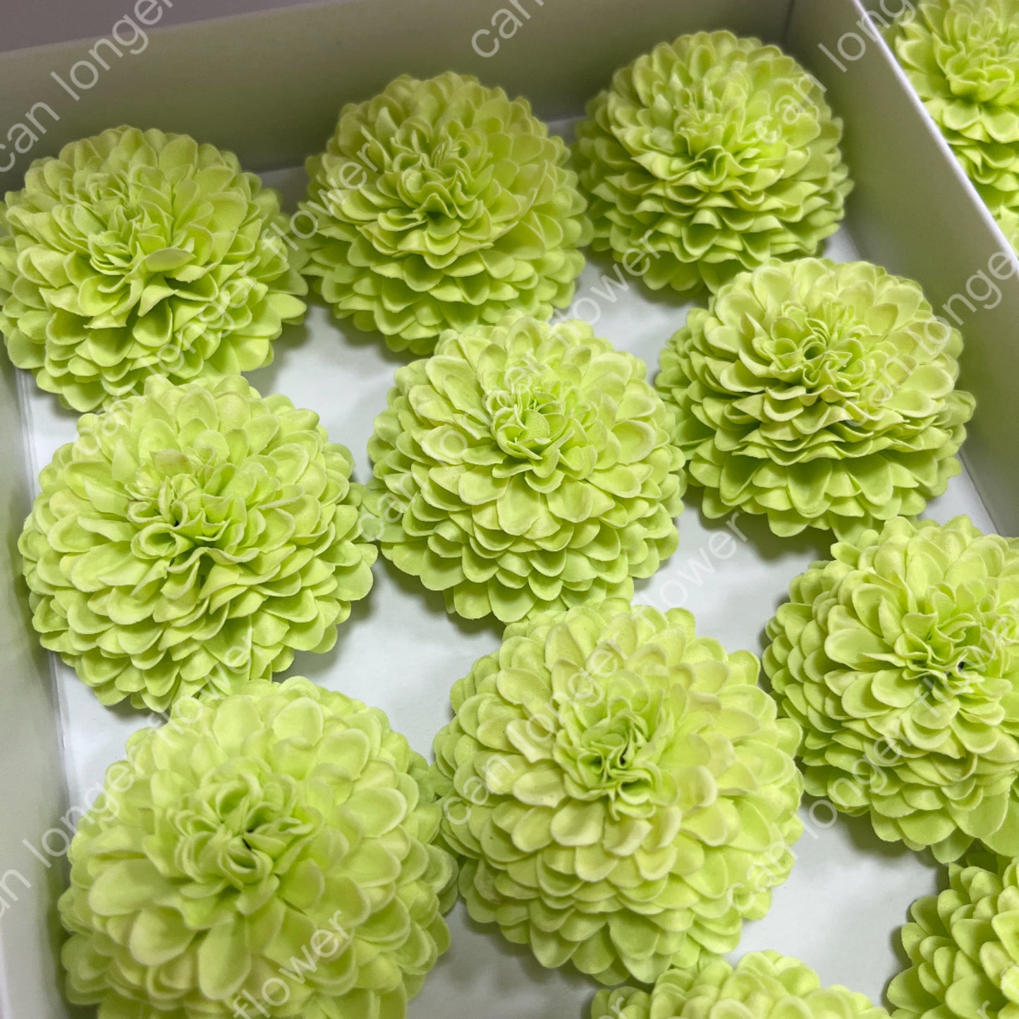 AS006 乒乓菊單朵 香皂花