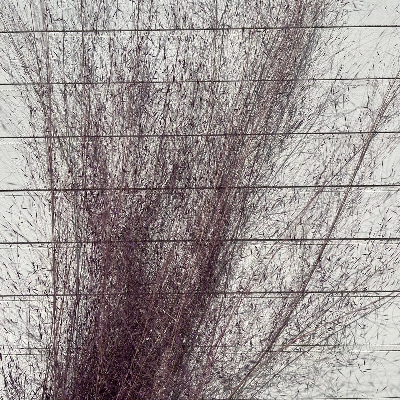 【台灣現貨】PL031-S 粉黛草 (5支) 粉黛 亂子草 芒草 永生花 小份 點綴花材 夢幻 DIY 材料包