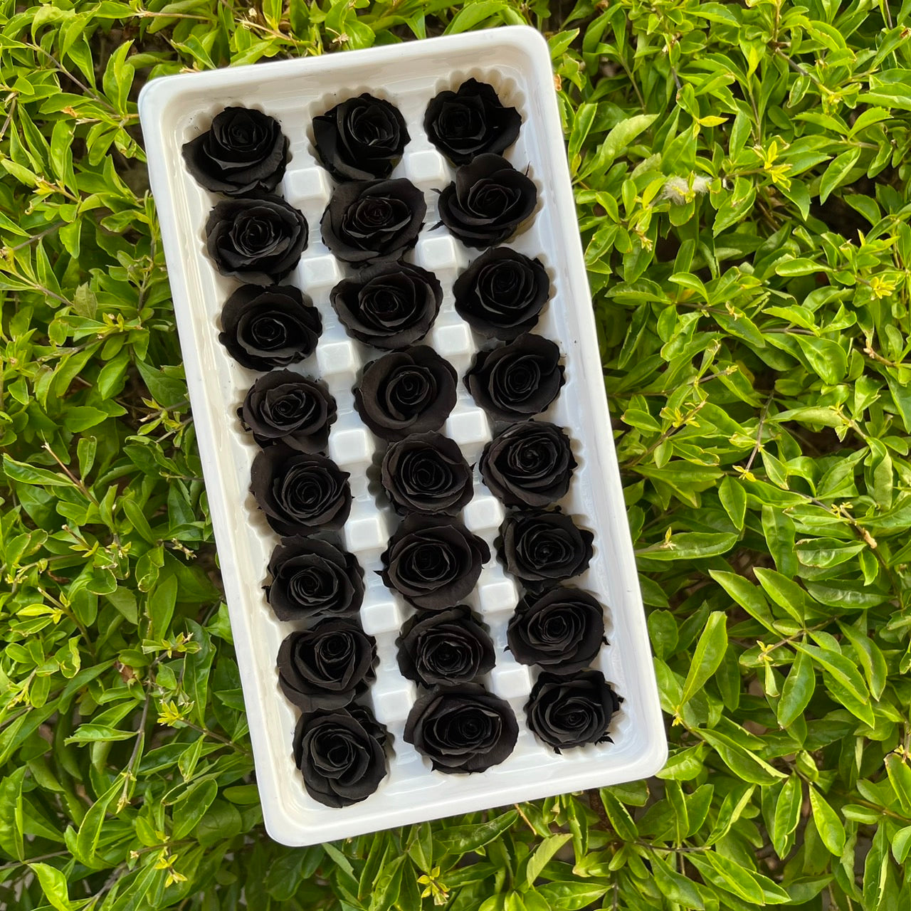 ✿ 台灣現貨 ✿ R21 永生玫瑰 2~3cm玫瑰 A級 21朵裝 不凋花 永生花