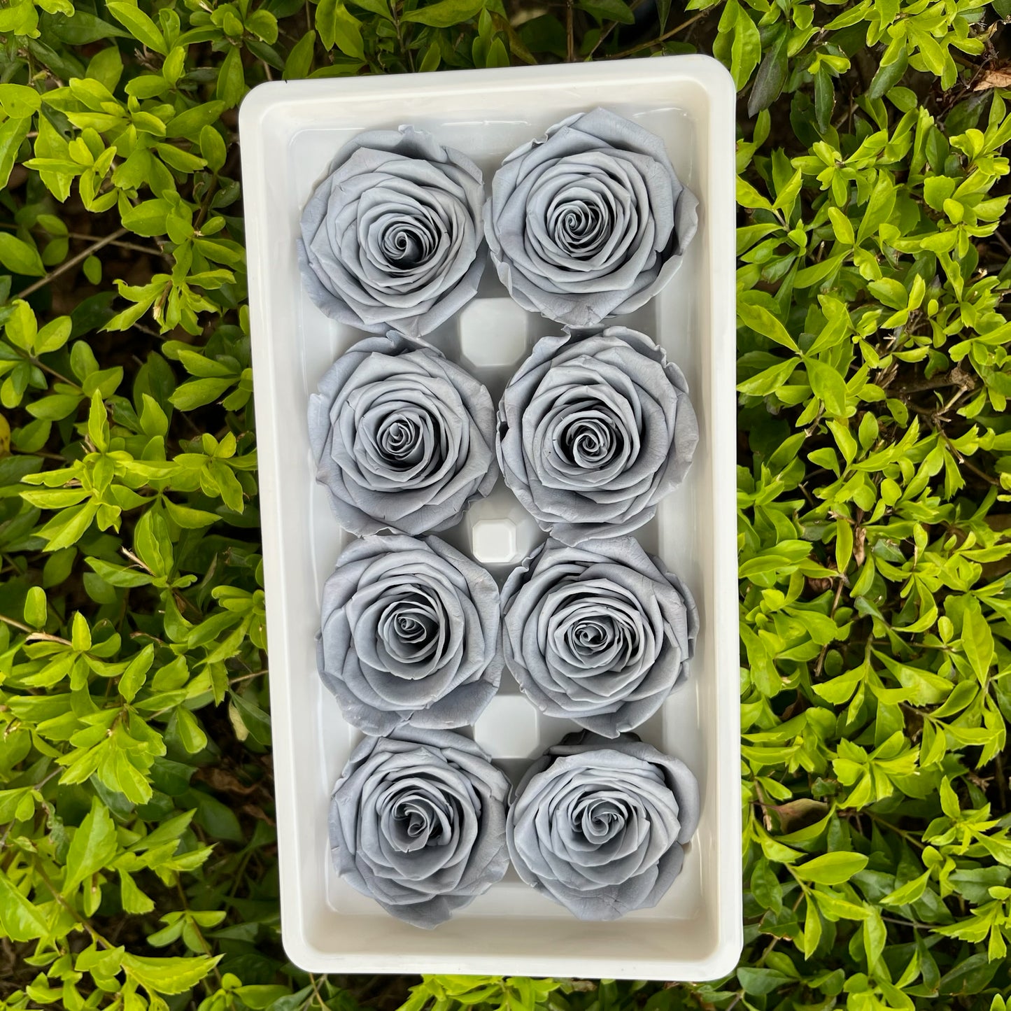 ✿ 台灣現貨 ✿ R08 永生玫瑰 4-5cm 原裝 8朵裝 永生花