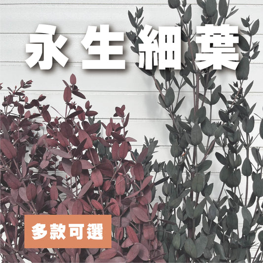 ✿ 台灣現貨 ✿ PL004s DL004s 細葉尤加利 小包