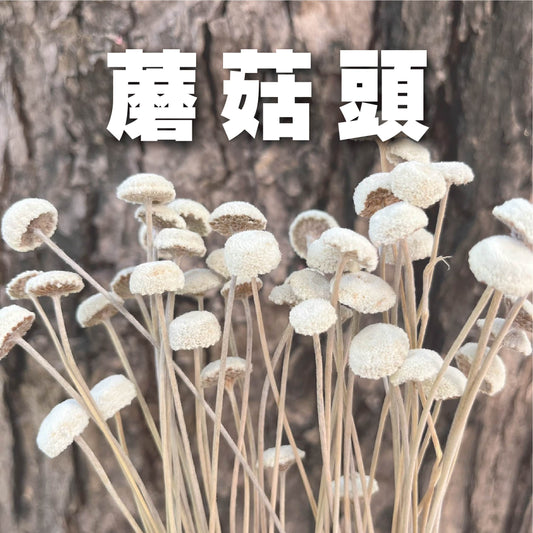 ✿ 台灣現貨 ✿ DA054s 蘑菇頭 小鈕釦 小份量