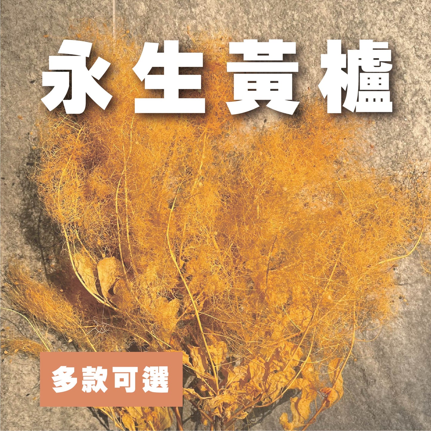 【台灣現貨】PA058S黃櫨 煙霧樹 夢幻草 黃櫨花 煙樹 霧花 霧中情人 永生 小份 拍攝道具 居家裝飾 室內擺設