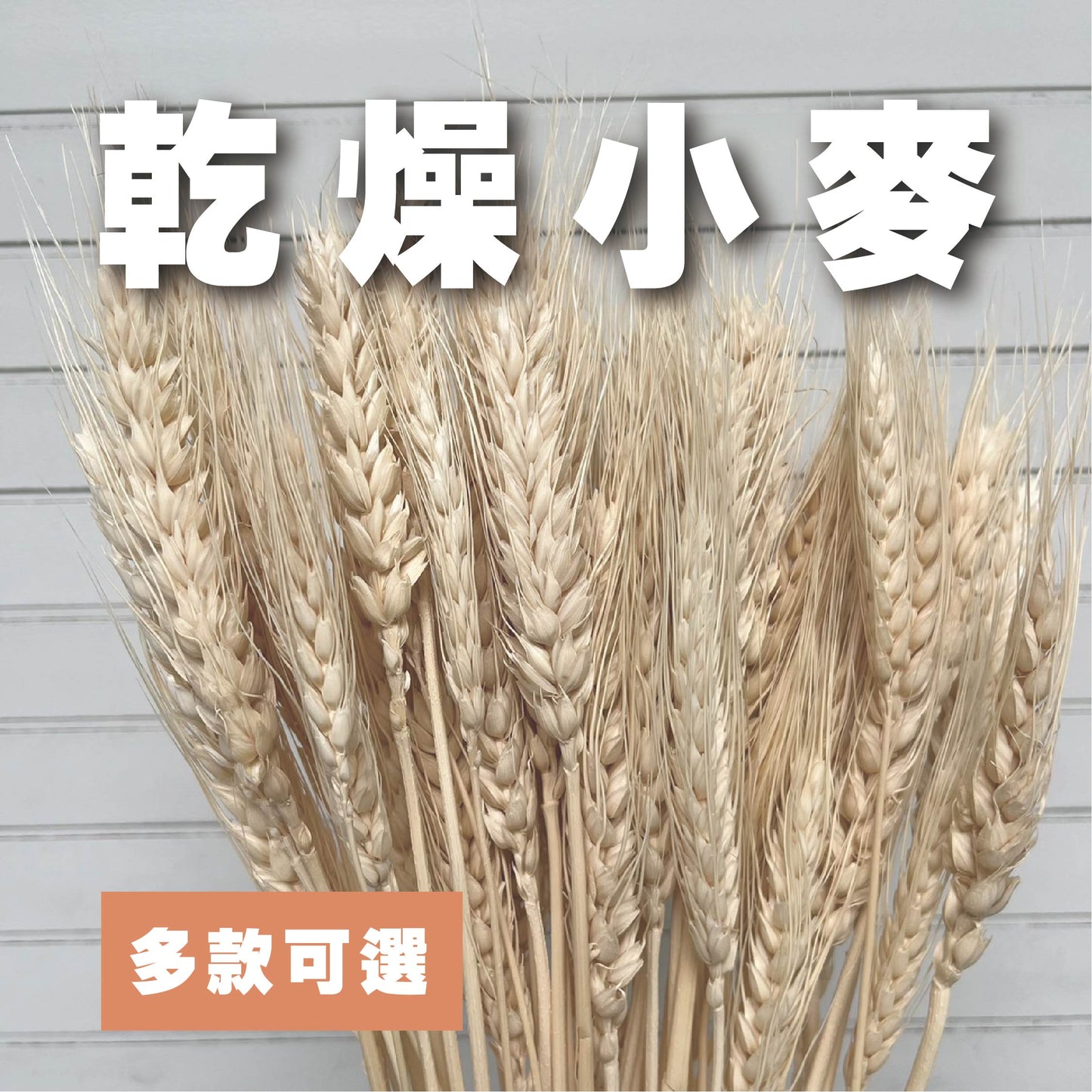 【台灣現貨】DF019小麥 麥子 大麥 原裝 拍攝背景道具 居家裝飾花材 手作花材 花藝設計 居家佈置