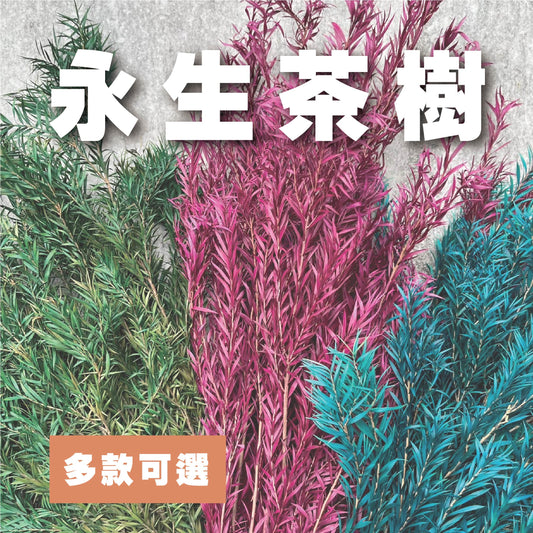 【台灣現貨】PL010S茶樹 茶樹葉 千層金 永生 小份量 節慶裝飾 聖誕花材 DIY 材料包