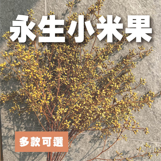 PS001 DS001s小米果 小米尤加利 尤加利果 桉樹果 永生花 乾燥花 居家裝飾花材 手作花材 花藝設計