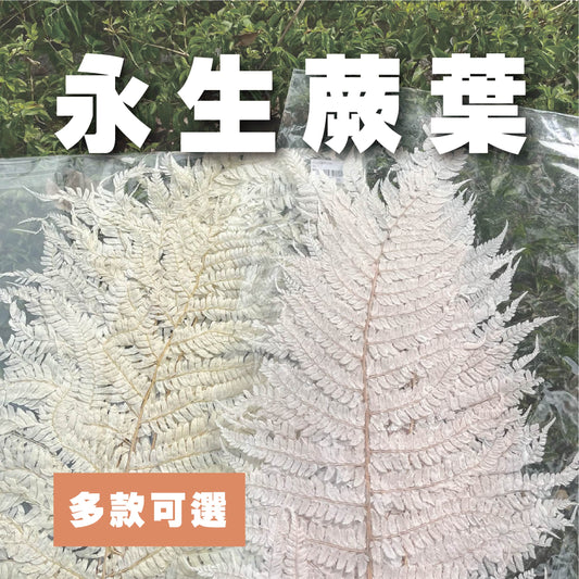 【台灣現貨】PL013-S 蕨葉 (5片) 姬蕨葉 碗蕨 高山羊齒 小份量 花盅配件 手作花材 捧花 捧花花材