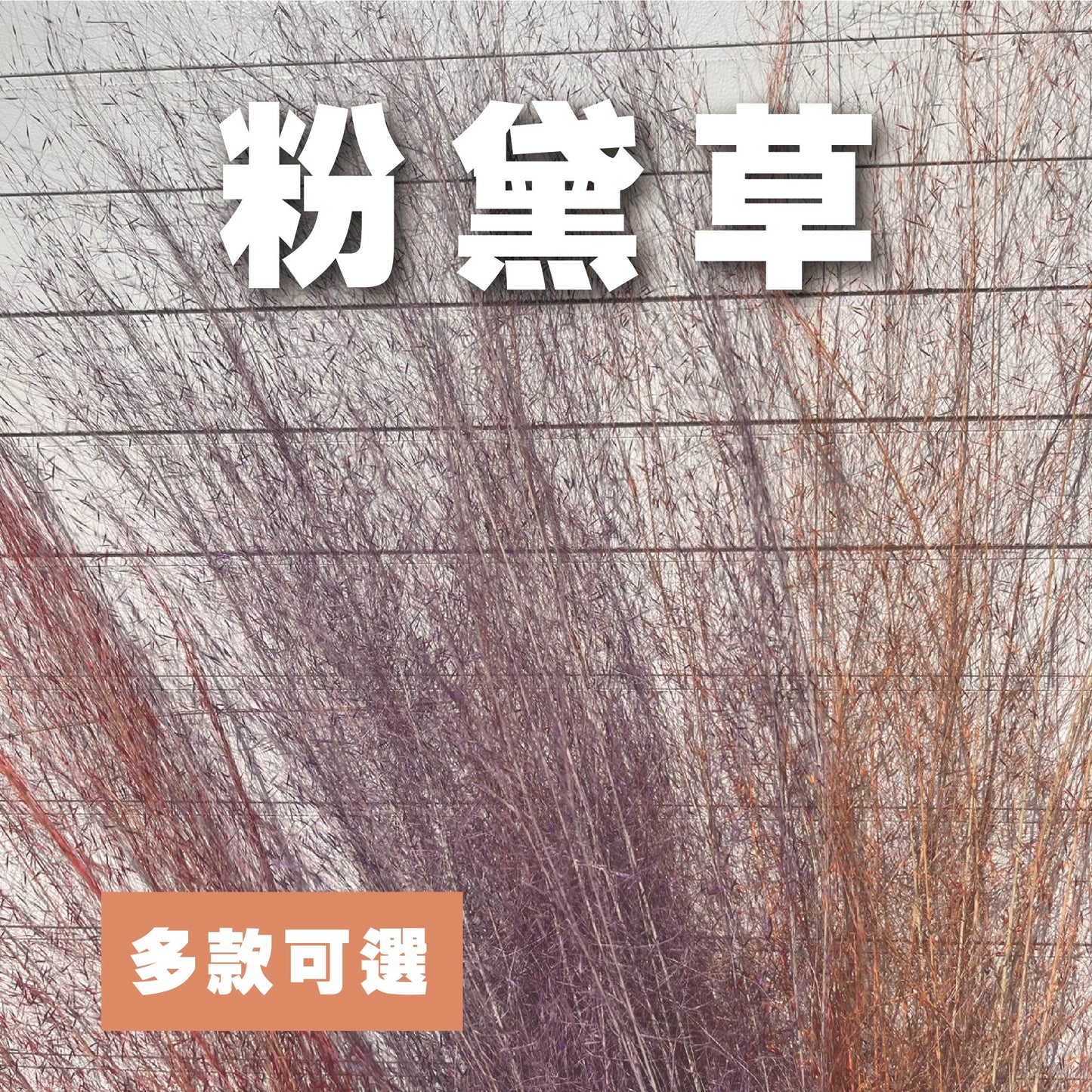 【台灣現貨】PL031-S 粉黛草 (5支) 粉黛 亂子草 芒草 永生花 小份 點綴花材 夢幻 DIY 材料包