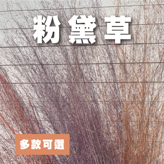 【台灣現貨】PL031-S 粉黛草 (5支) 粉黛 亂子草 芒草 永生花 小份 點綴花材 夢幻 DIY 材料包