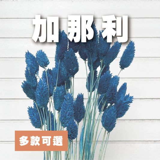 DA002S 加那利 小份量 寶石草 佳那利 加納利 小穗花 台灣現貨