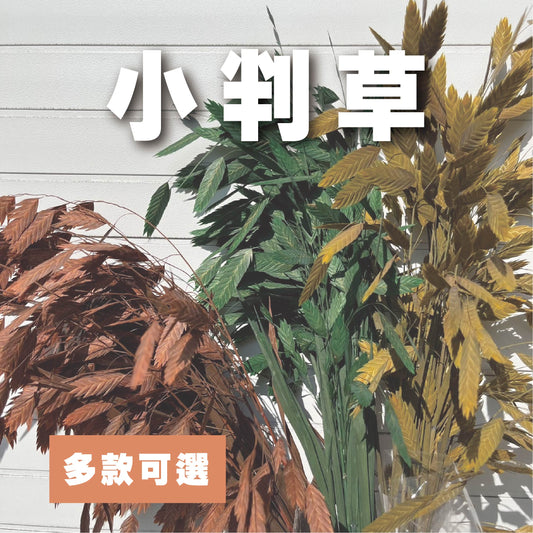 【台灣現貨】PA013S小判草 小盼草 大凌風草 永生 吸色/漂色 小份 捧花 攝影道具 室內裝飾