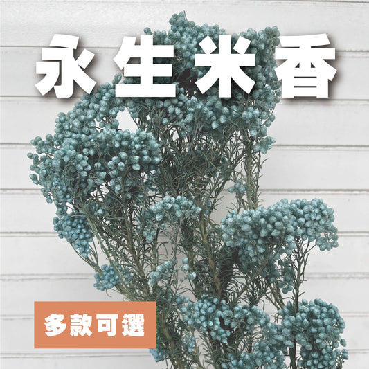 【台灣現貨】PA004s 米香 小份量 水稻花 小米花