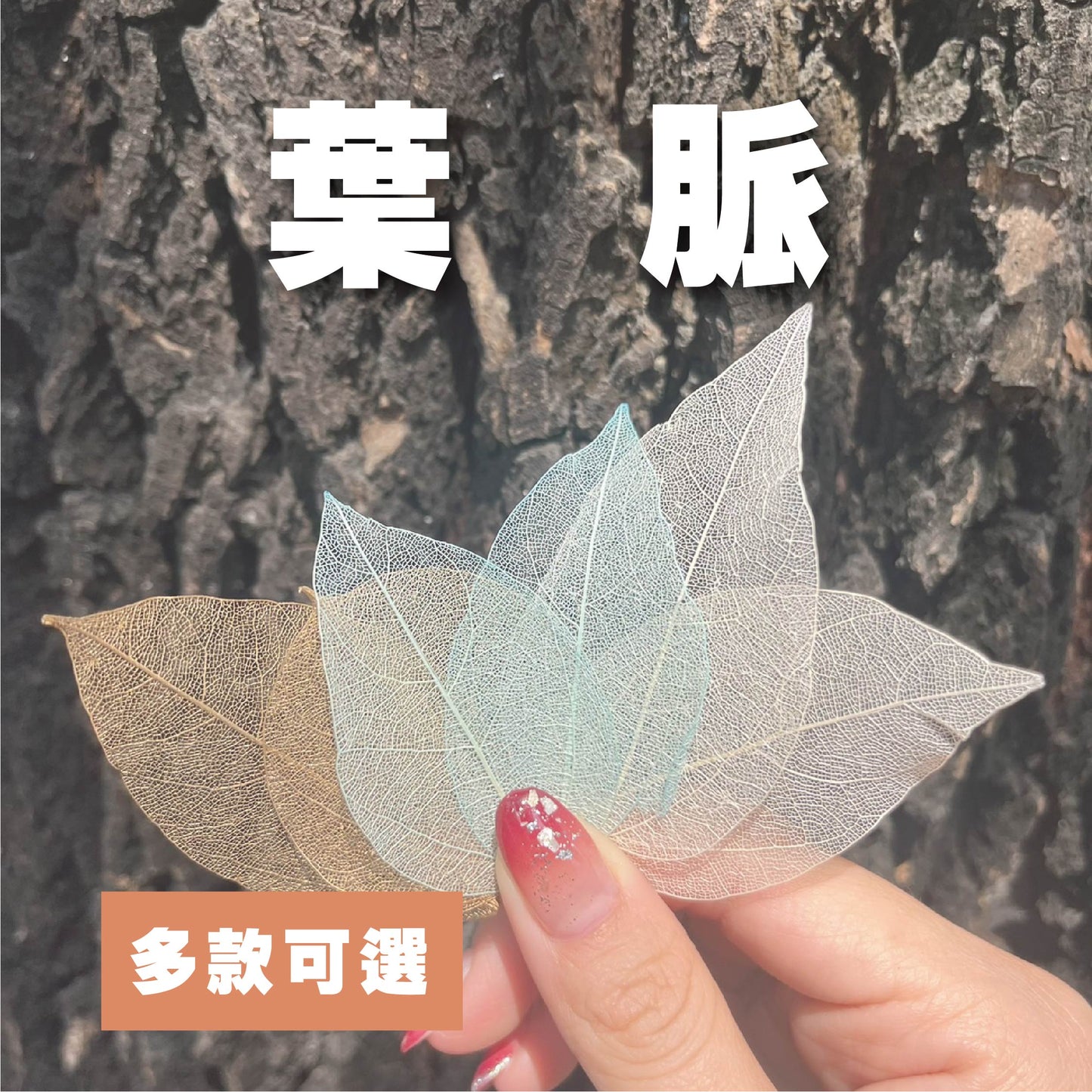 DA052 葉脈 骨架葉 永生葉材 葉片 橡栗葉 橡葉 貝克斯葉 腐蝕葉 DIY批發 手作花材 室內居家裝