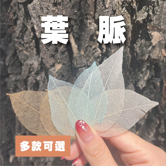 DA052 葉脈 骨架葉 永生葉材 葉片 橡栗葉 橡葉 貝克斯葉 腐蝕葉 DIY批發 手作花材 室內居家裝