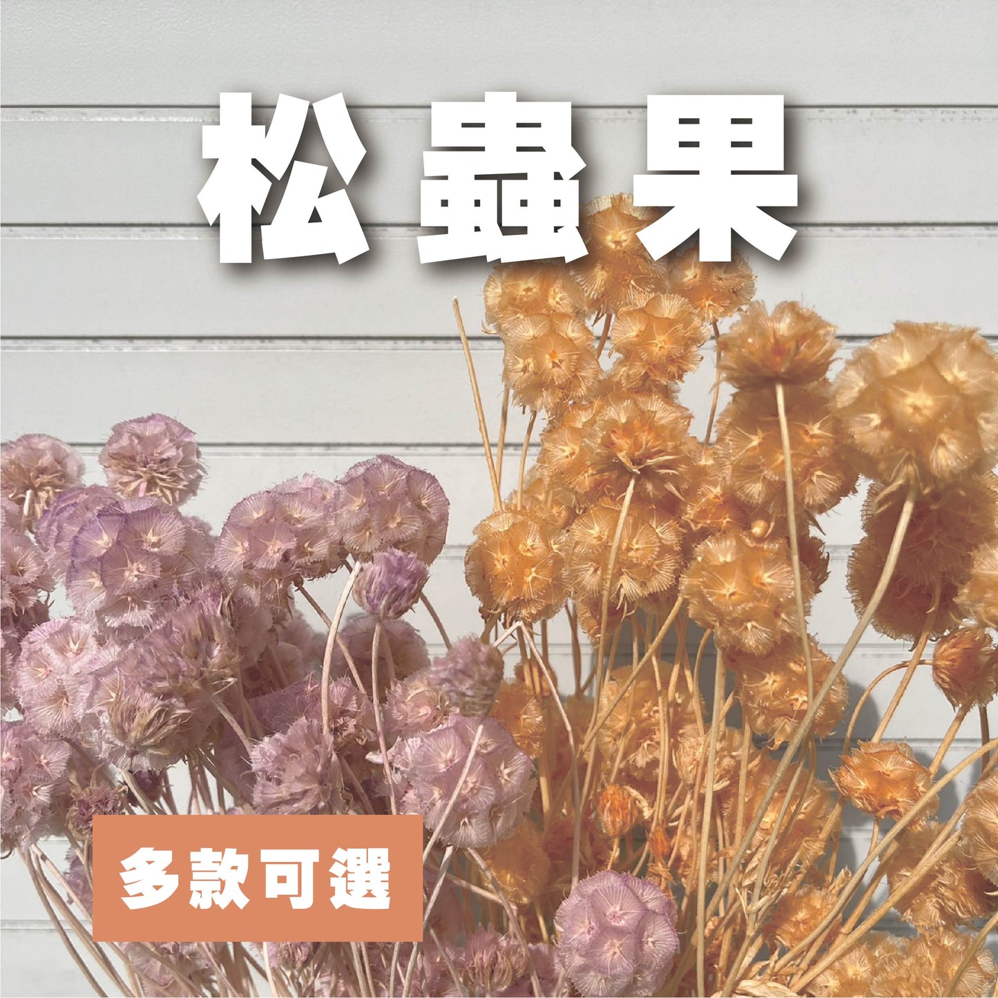 【台灣現貨】PA045-S 松蟲果 松蟲草 風車果 星芒松蟲 草星花 輪峰菊 永生 小份 DIY插花盆花