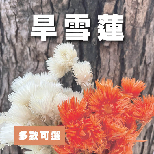 ✿ 台灣現貨 ✿ DA025s 旱雪蓮 小包