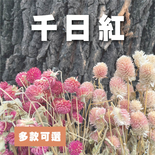 DA040 乾燥千日紅