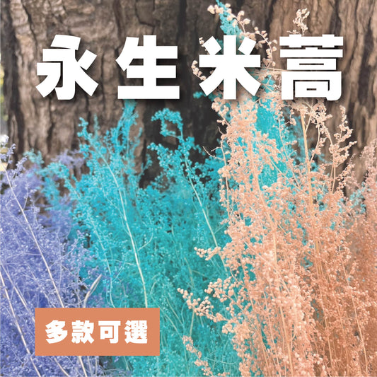 【台灣現貨】PA027-Ｓ 米蒿