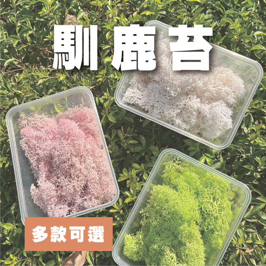 【台灣現貨】PF018-S 永生馴鹿苔 苔癬 水草 MOSS 經濟包/小份量 模型草地 聖誕節佈置 攝影道具 裝飾