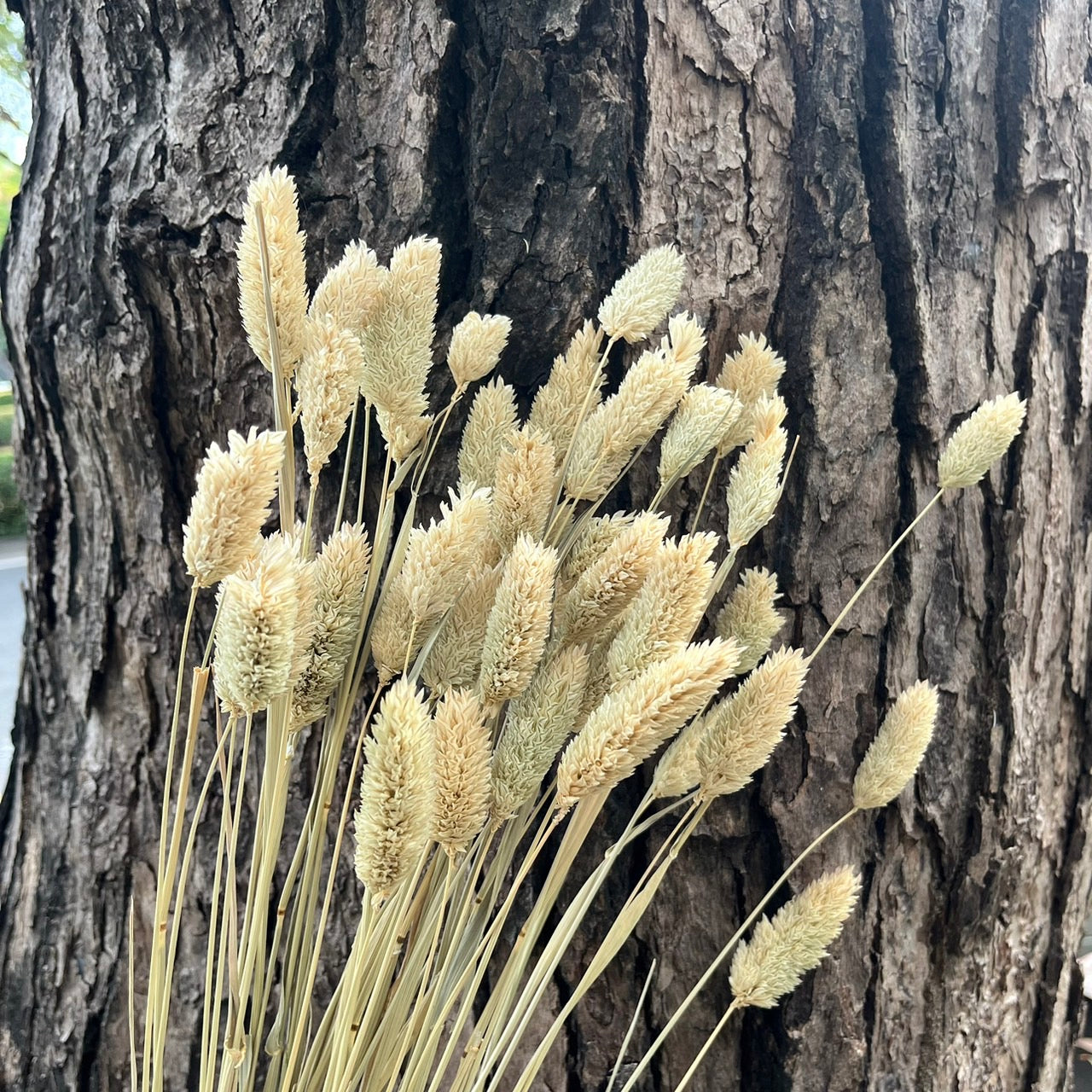DA002S 加那利 小份量 寶石草 佳那利 加納利 小穗花 台灣現貨