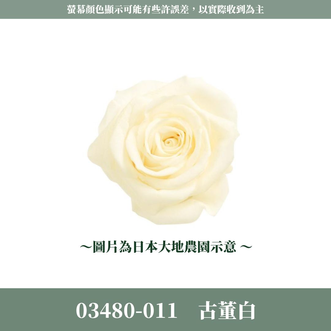 03480 中玫瑰