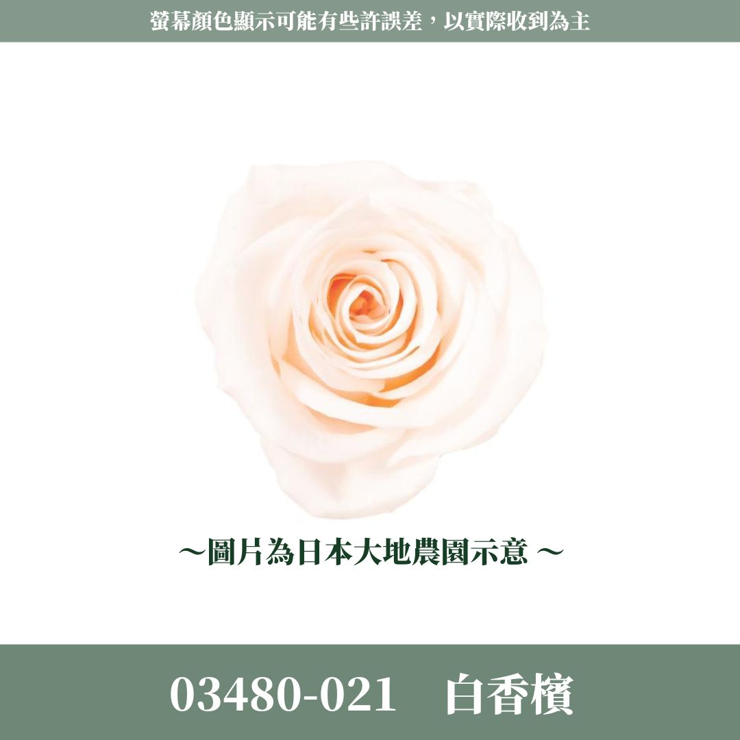 03480 中玫瑰