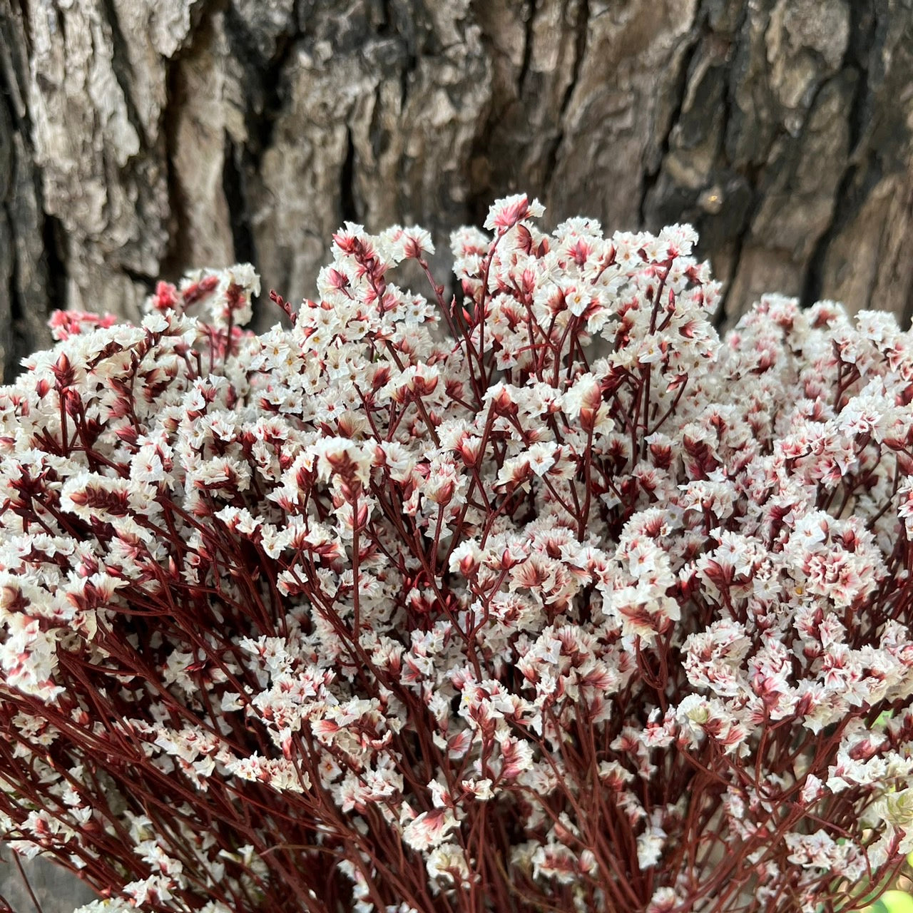 ✿ 台灣現貨 ✿ PF008-S 水晶花 小份量