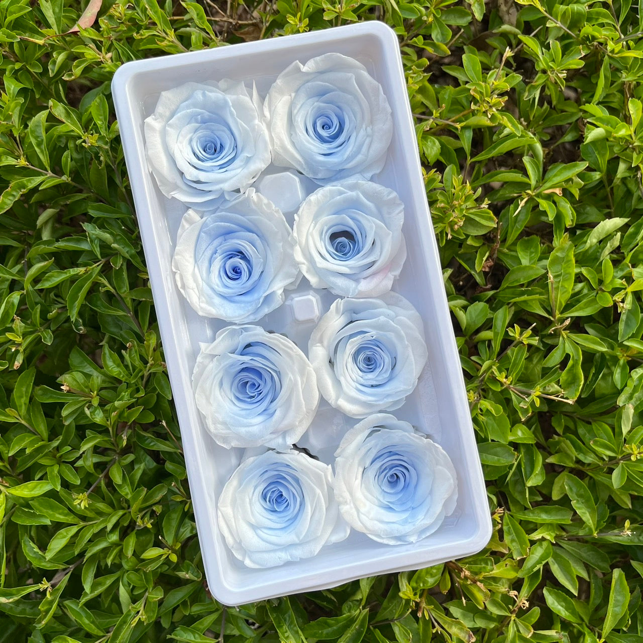 ✿ 台灣現貨 ✿ R08 永生玫瑰 4-5cm 原裝 8朵裝 永生花