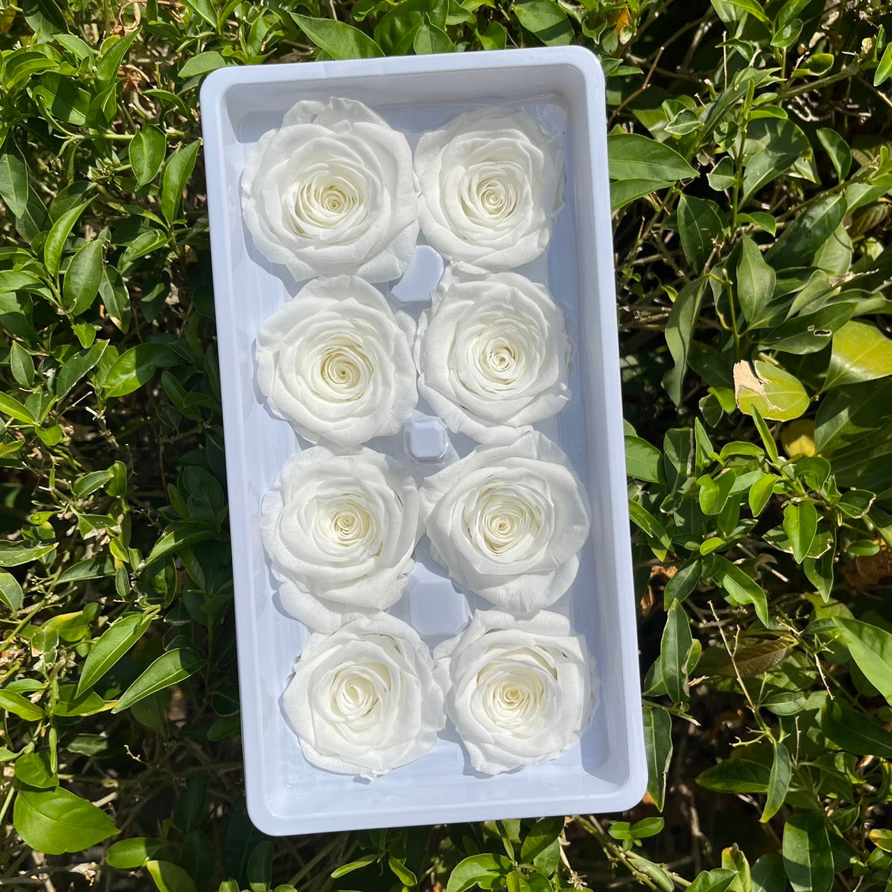 ✿ 台灣現貨 ✿ R08 永生玫瑰 4-5cm 原裝 8朵裝 永生花