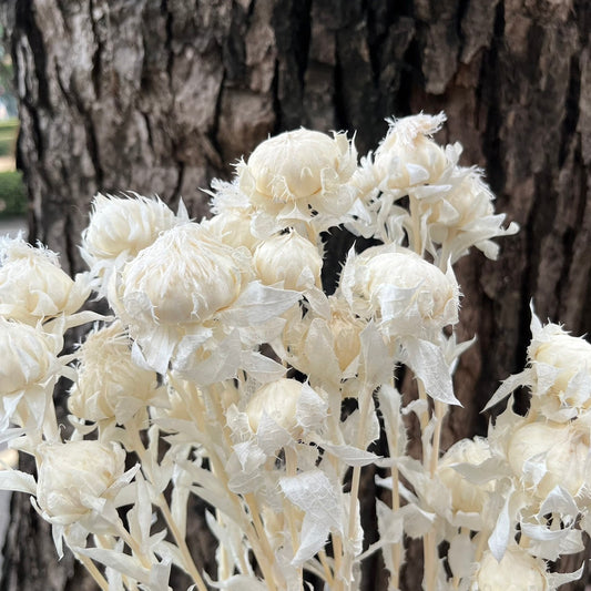 ✿ 台灣現貨 ✿ PA006S 橙菠蘿 5頭 小份量