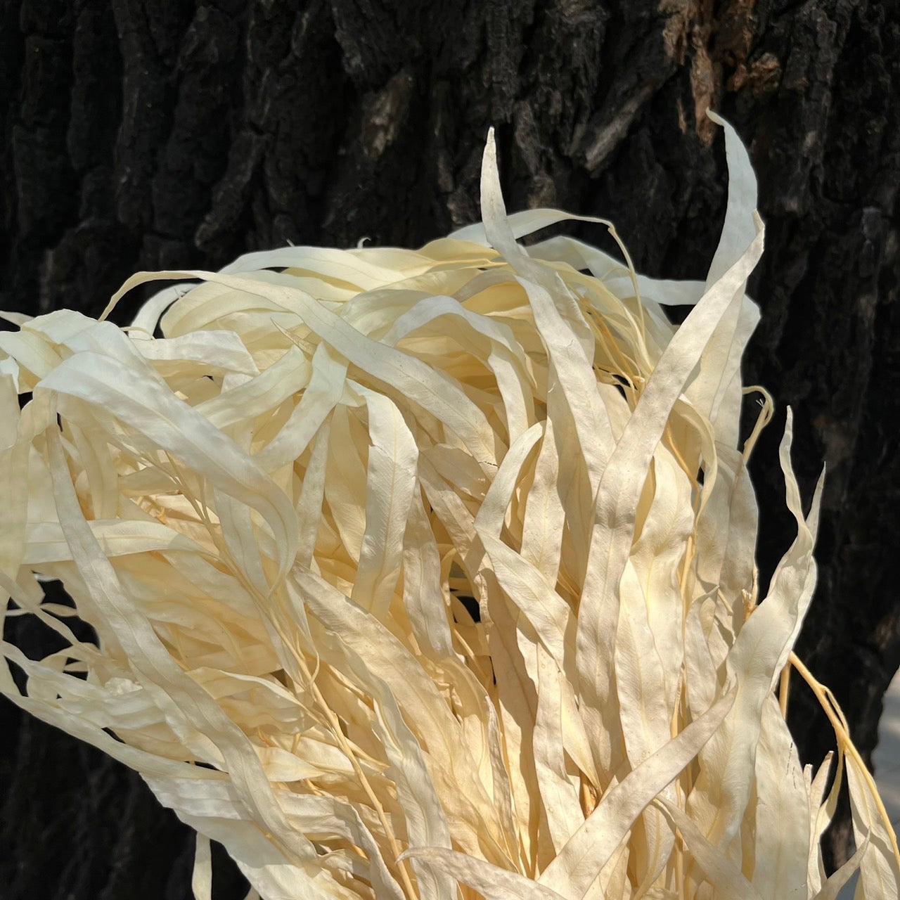 ✿ 台灣現貨 ✿ PL006 DL006 小米果葉 小米果尤加利