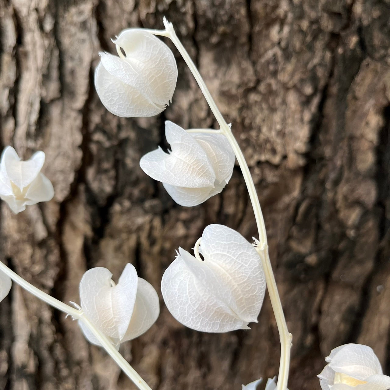 ✿ 台灣現貨 ✿ PA035s 風鈴果 小份量