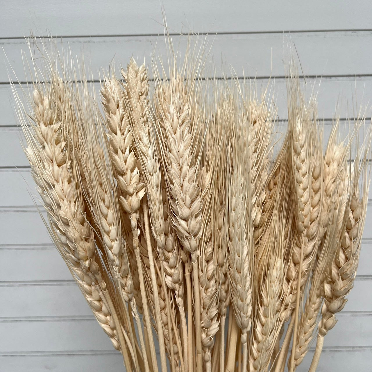 【台灣現貨】DF019小麥 麥子 大麥 原裝 拍攝背景道具 居家裝飾花材 手作花材 花藝設計 居家佈置