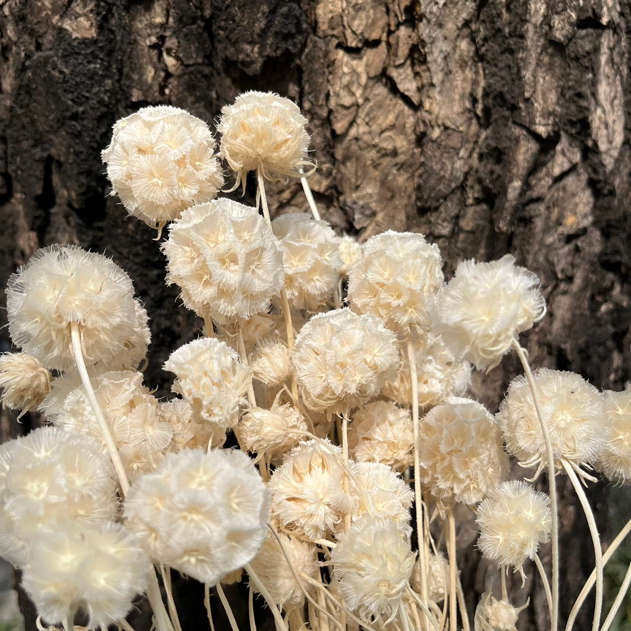 【台灣現貨】PA045-S 松蟲果 松蟲草 風車果 星芒松蟲 草星花 輪峰菊 永生 小份 DIY插花盆花