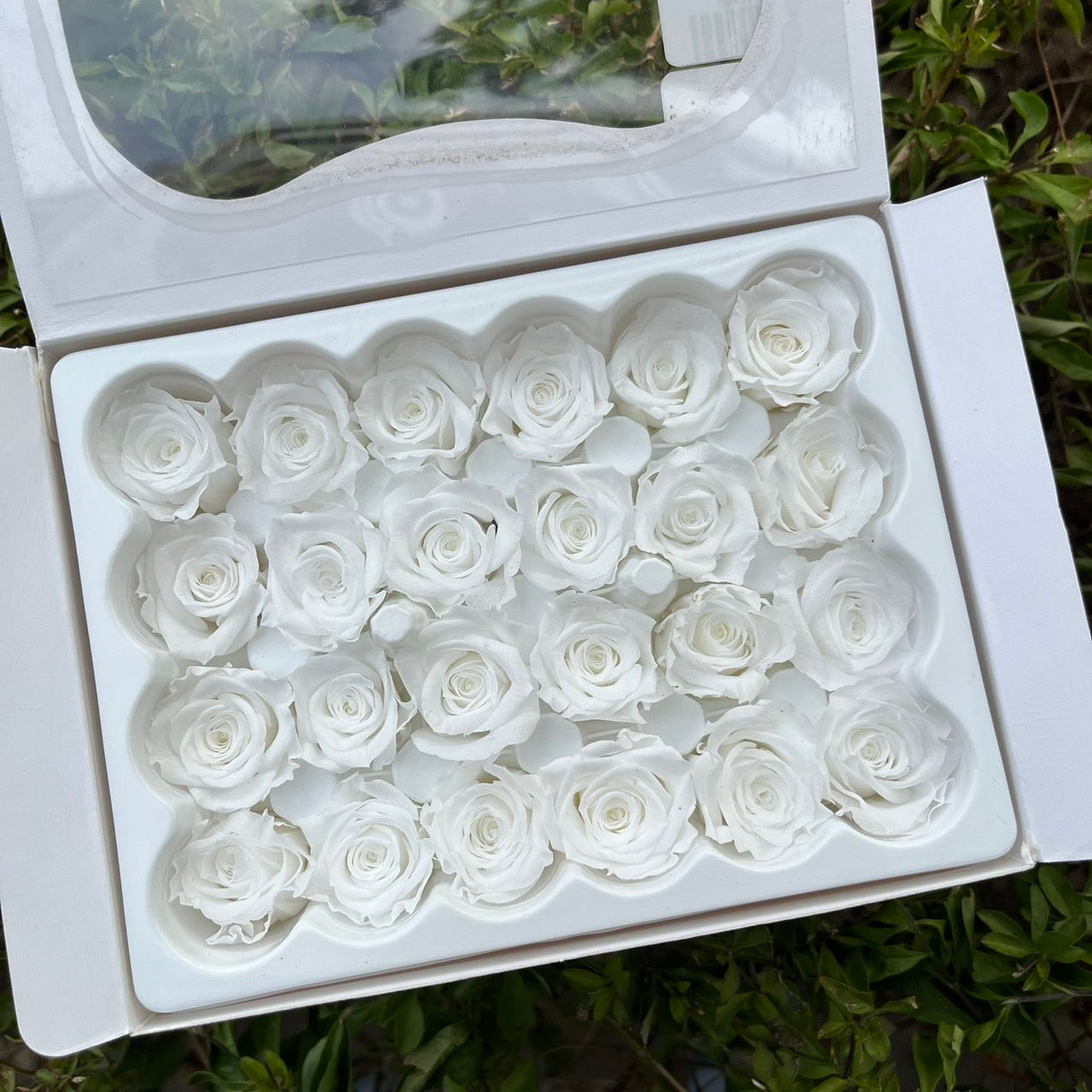 R24 二十四輪玫瑰