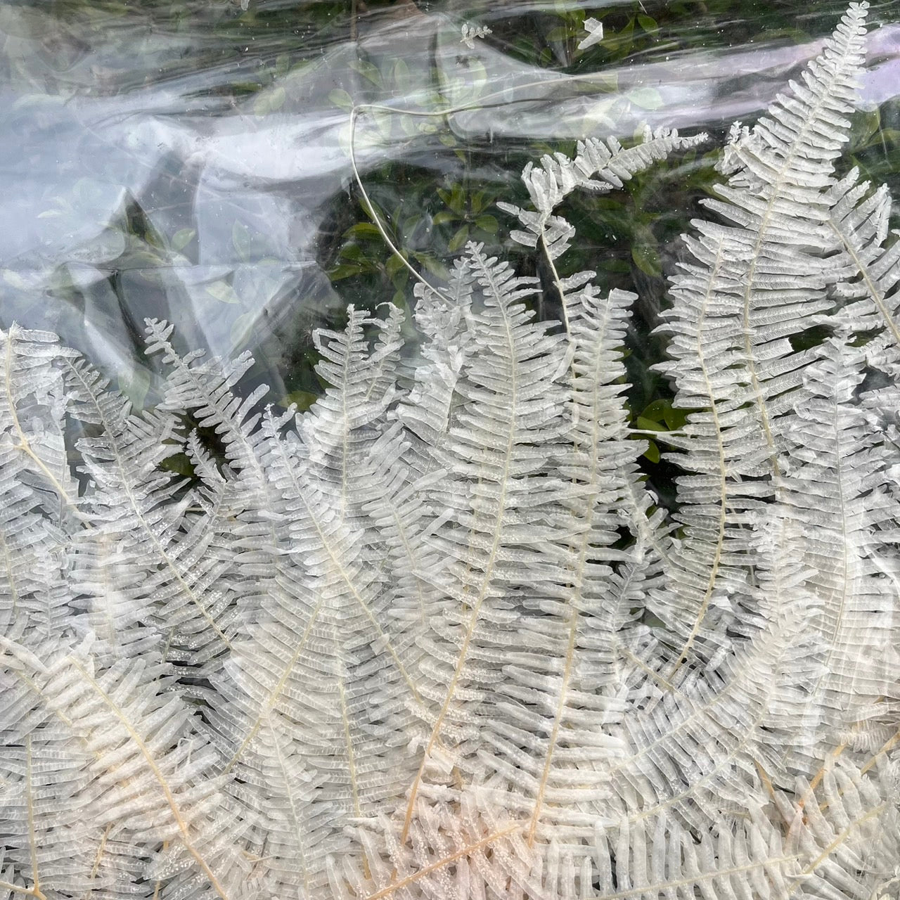 ✿ 台灣現貨 ✿  dl019/pl019 芒萁 蕨葉 姬蕨葉 碗蕨 高山羊齒