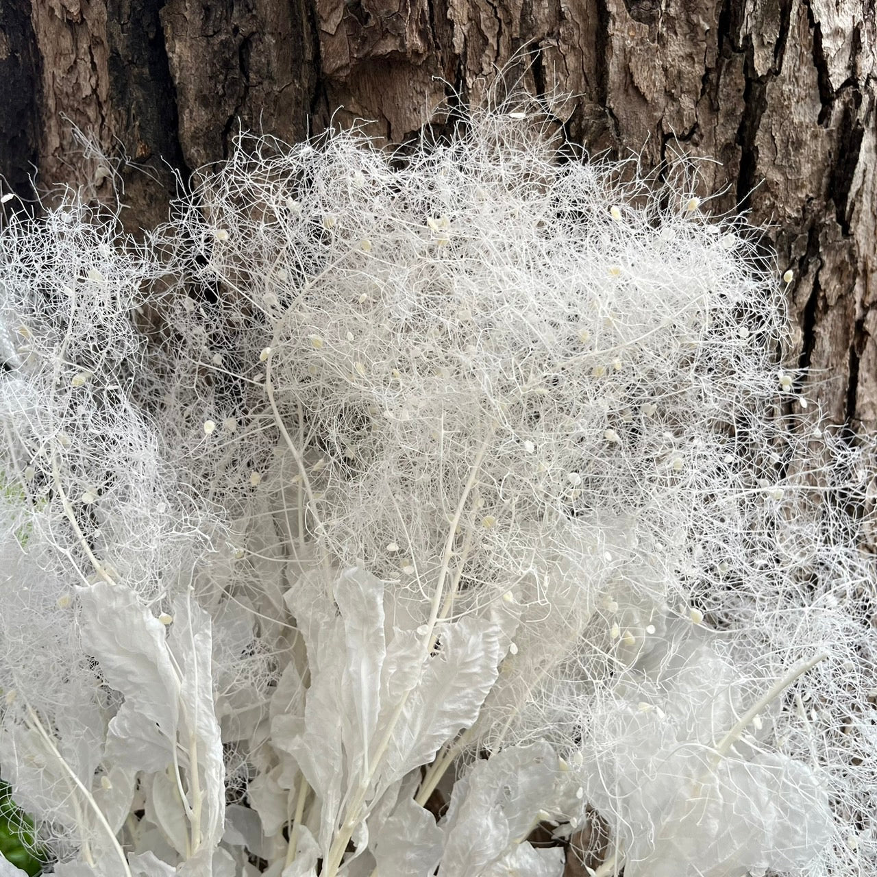 【台灣現貨】PA058S黃櫨 煙霧樹 夢幻草 黃櫨花 煙樹 霧花 霧中情人 永生 小份 拍攝道具 居家裝飾 室內擺設